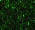 PC3-GFP