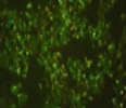 NUGC4-GFP