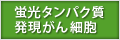 蛍光タンパク質発現がん細胞